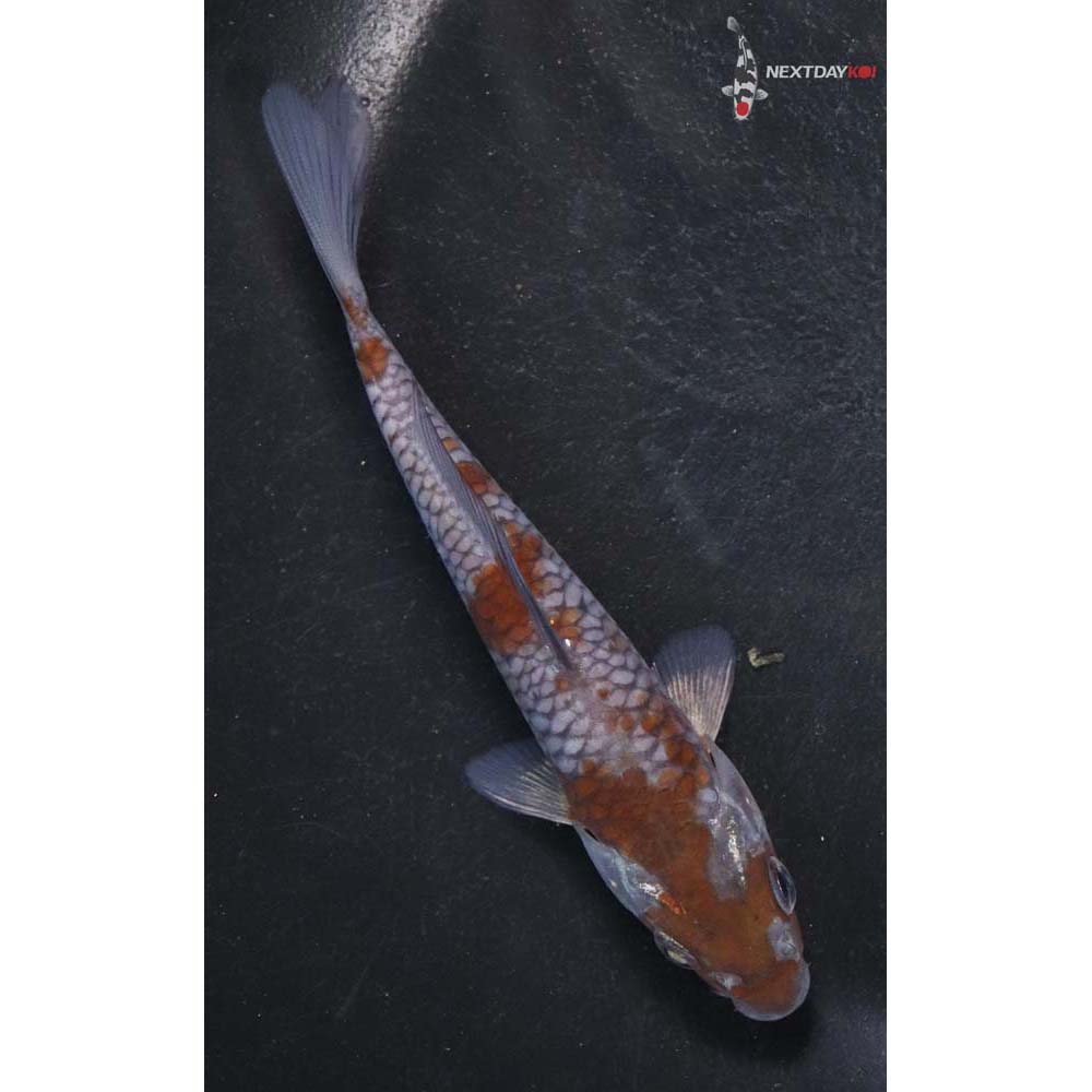 5” Imported Ochiba Shigure