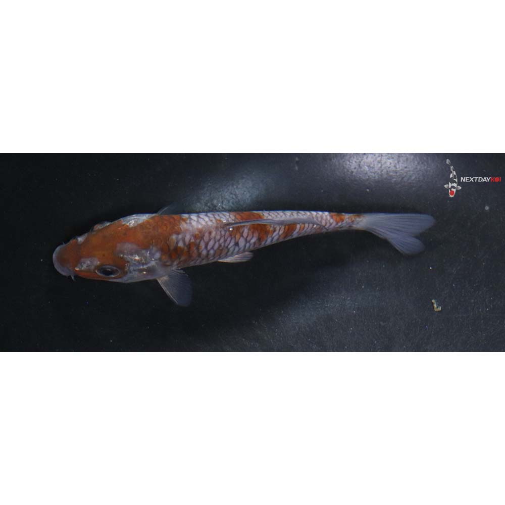 5” Imported Ochiba Shigure