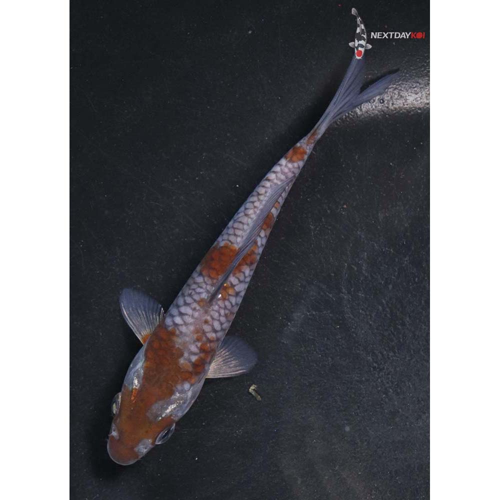 5” Imported Ochiba Shigure