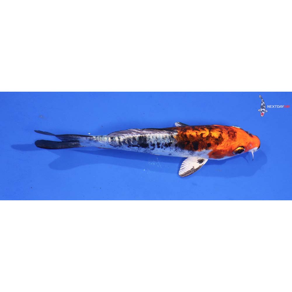 5” Imported Heisei Nishiki