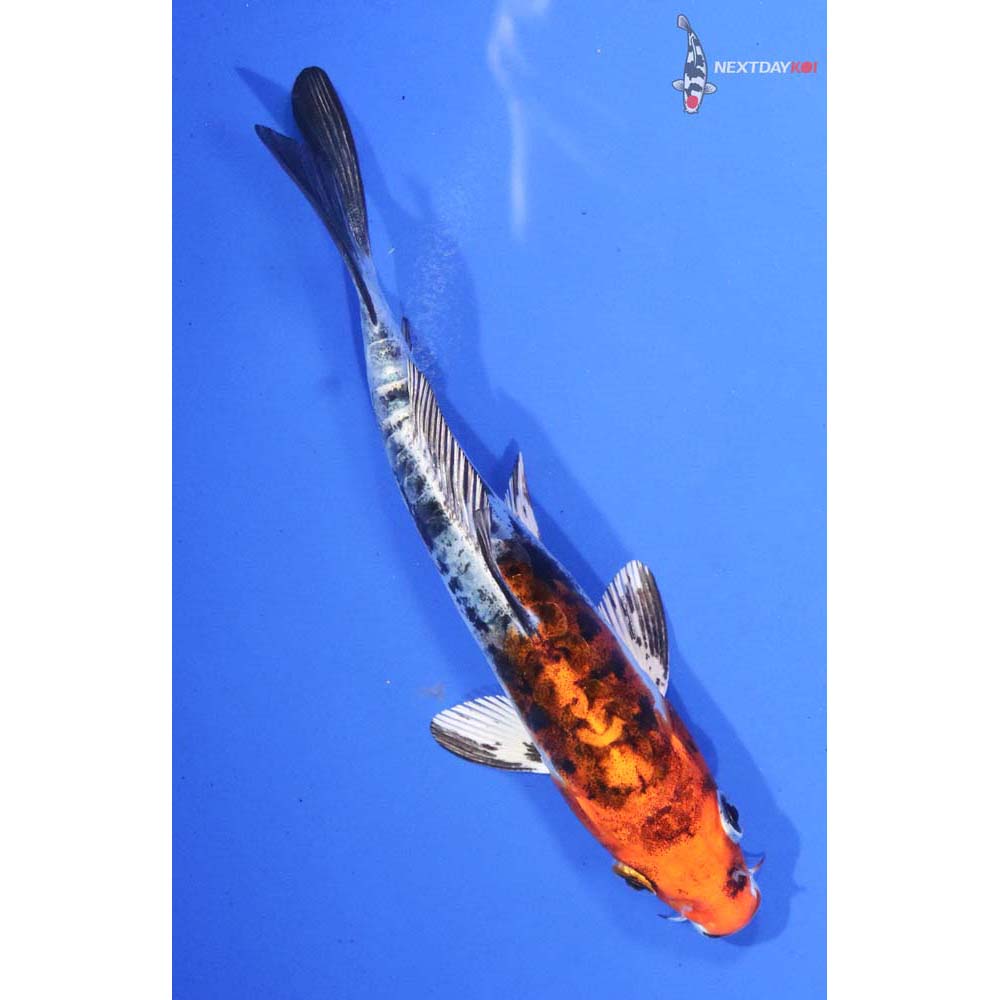 5” Imported Heisei Nishiki