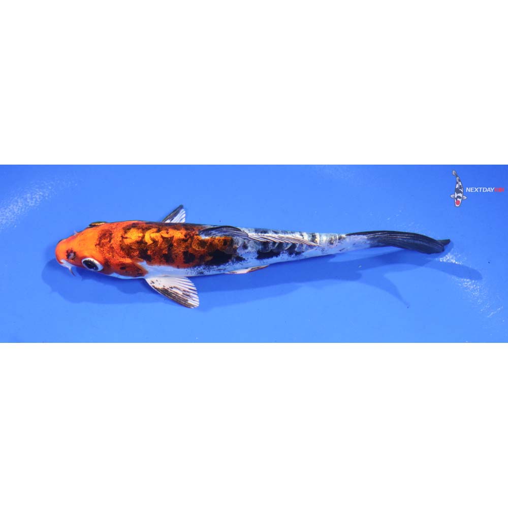 5” Imported Heisei Nishiki