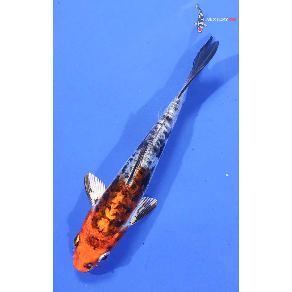 5” Imported Heisei Nishiki