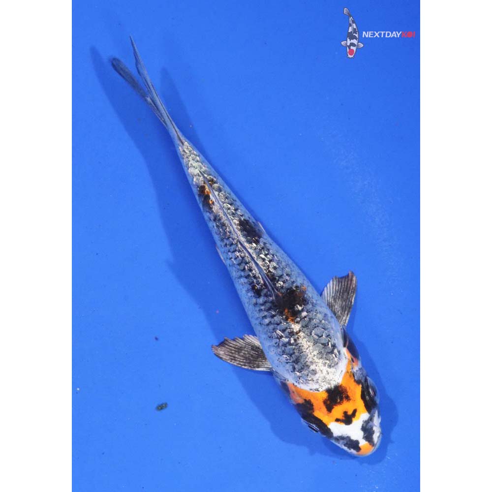 4.5” Imported Kujaku