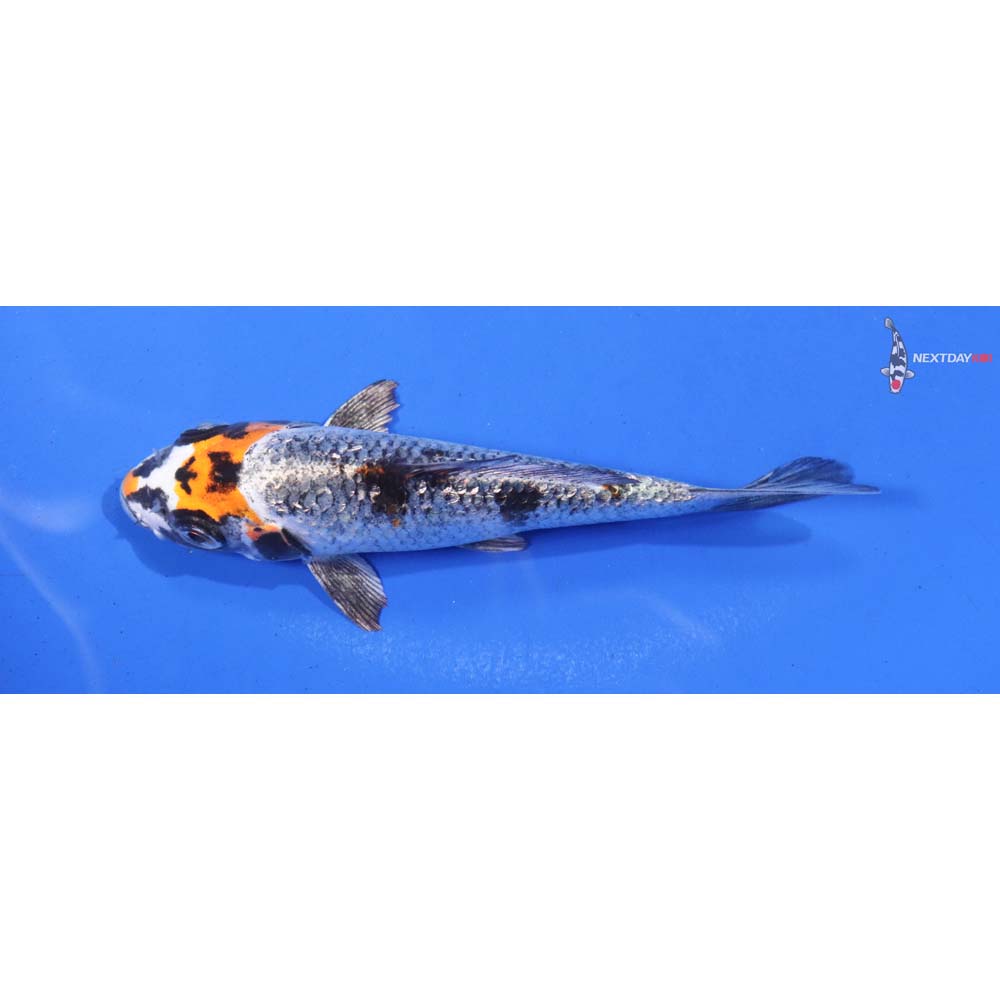 4.5” Imported Kujaku