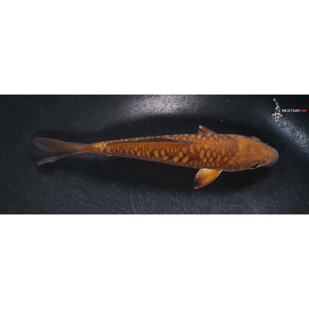 5.5” Imported Armor Scaled Chagoi