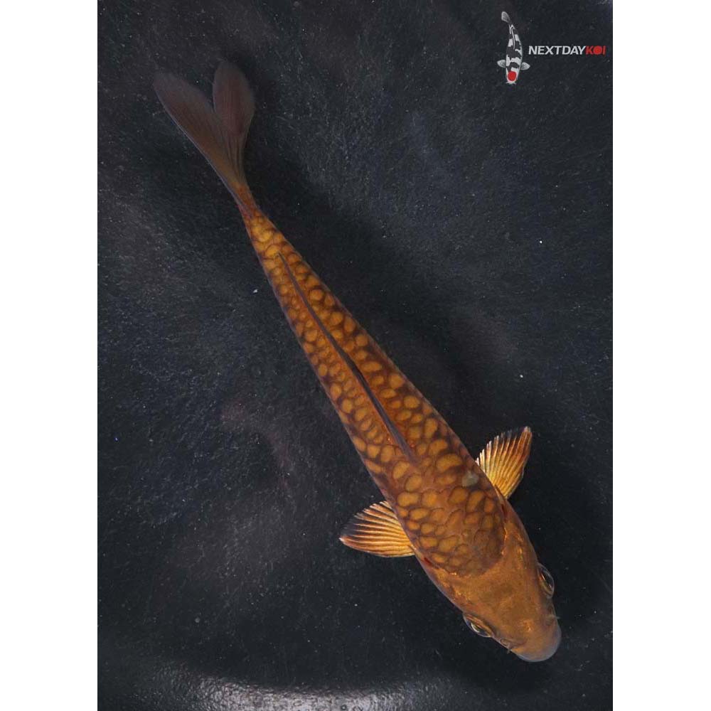 5.5” Imported Armor Scaled Chagoi