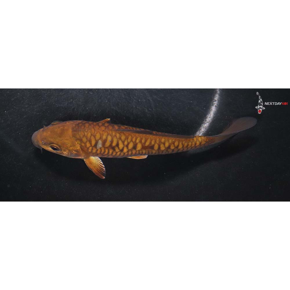 5.5” Imported Armor Scaled Chagoi