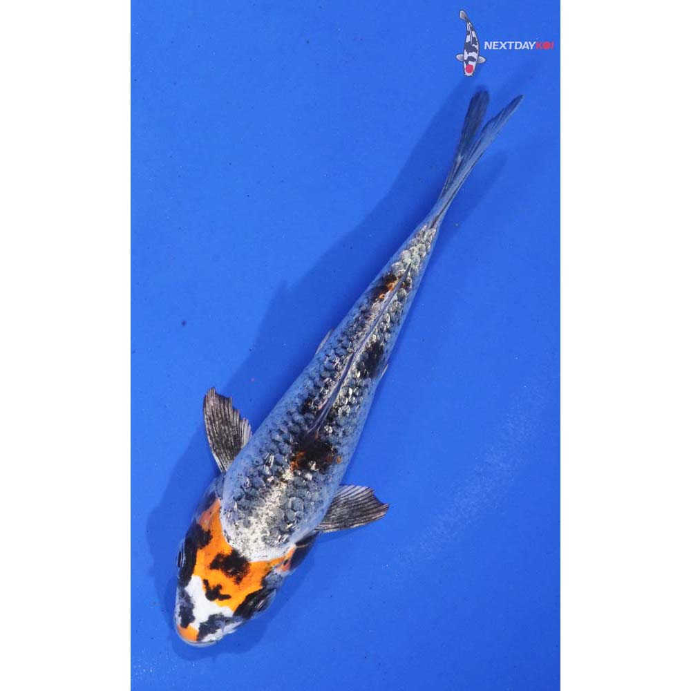 4.5” Imported Kujaku