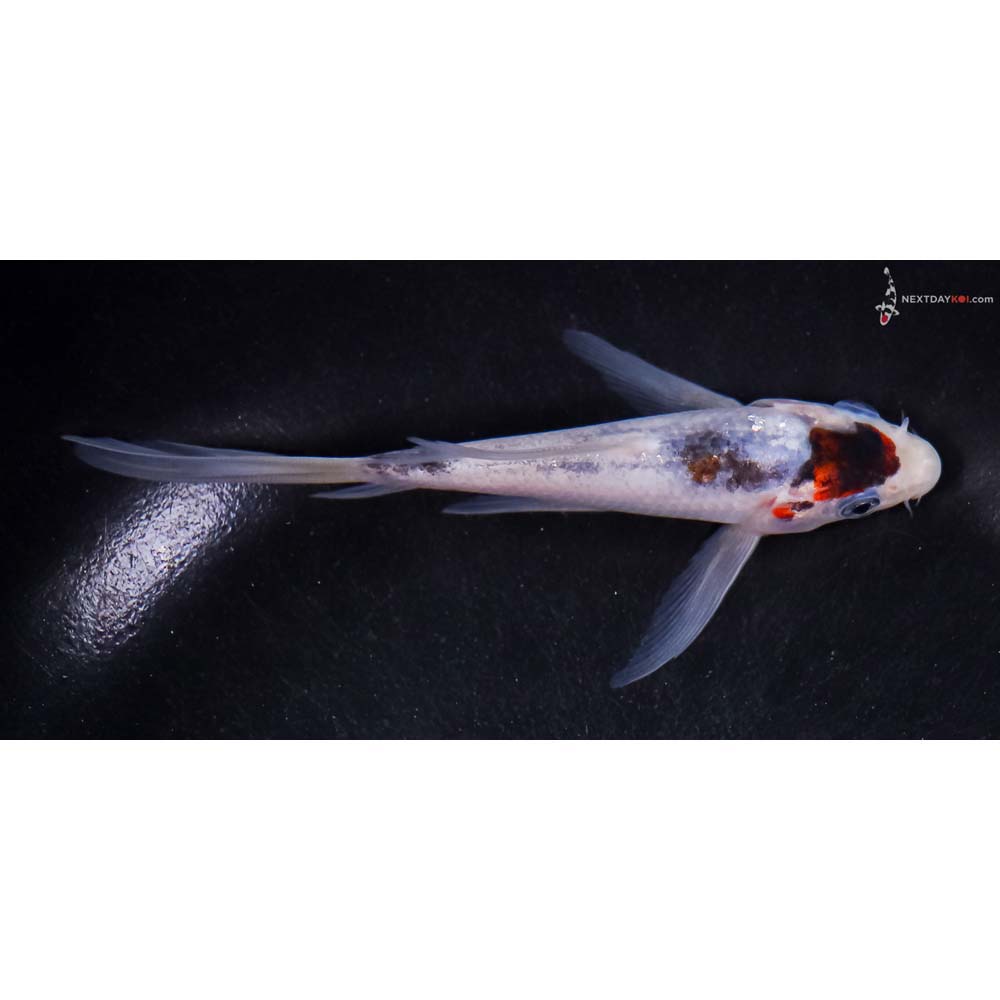 5” Imported Goromo Butterfly Koi