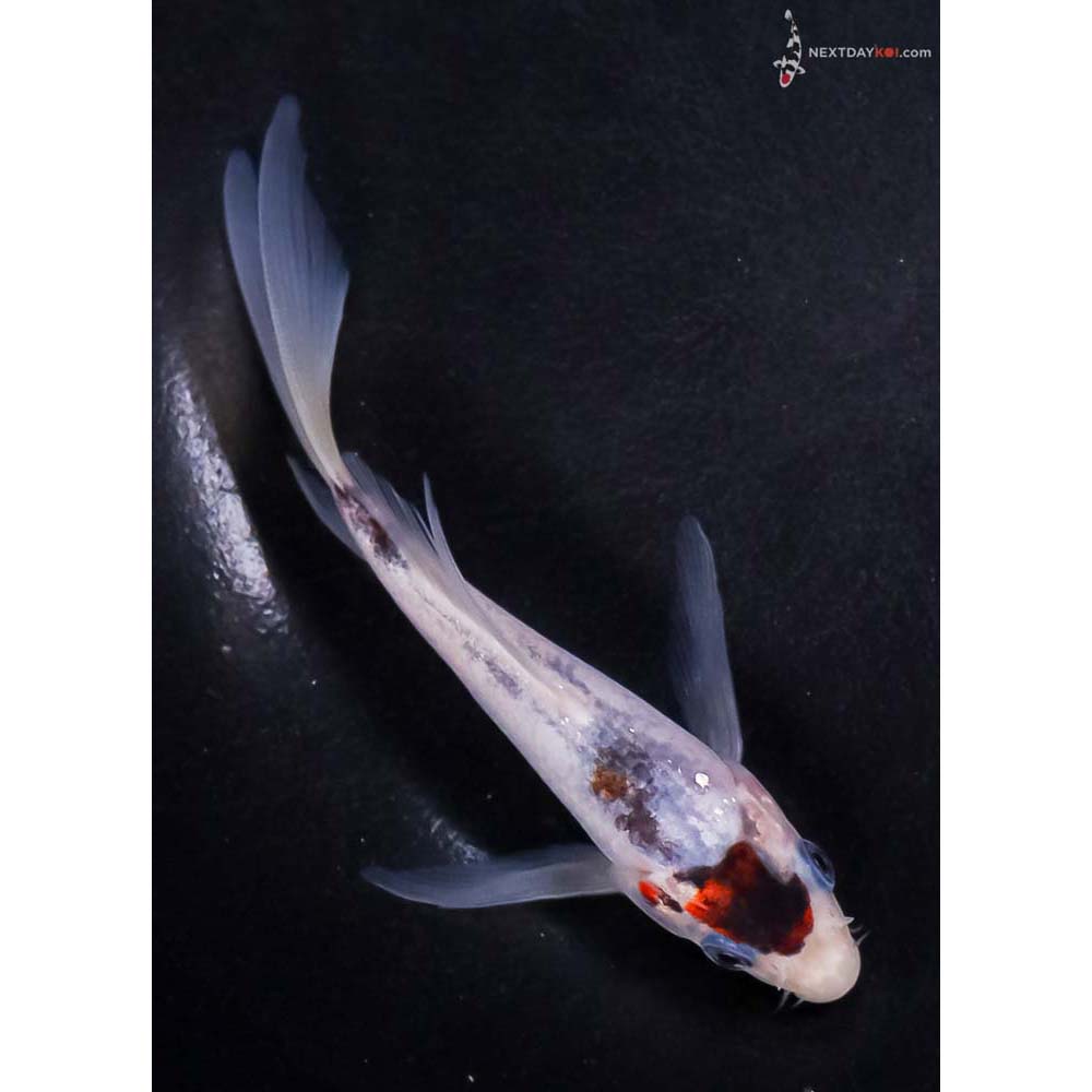 5” Imported Goromo Butterfly Koi