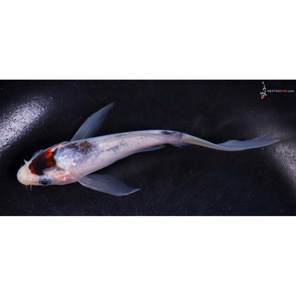 5” Imported Goromo Butterfly Koi