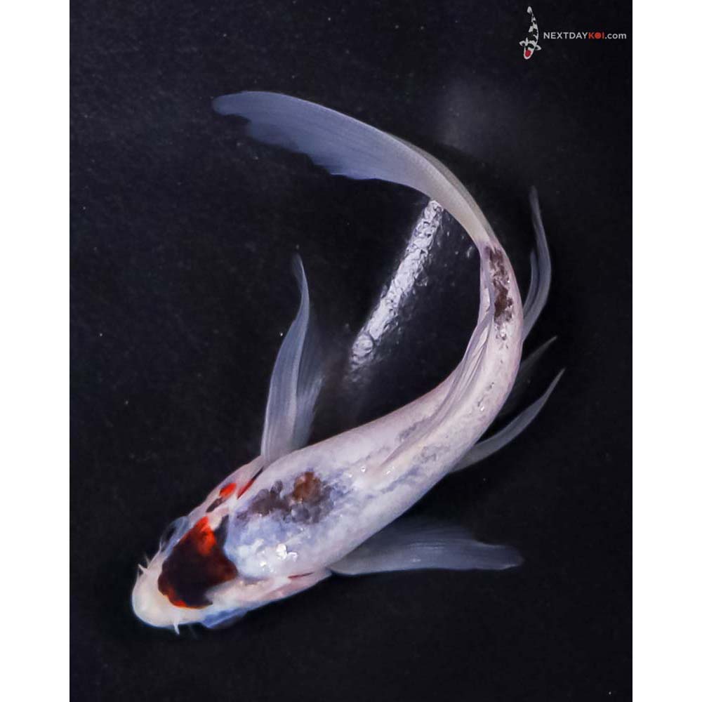 5” Imported Goromo Butterfly Koi