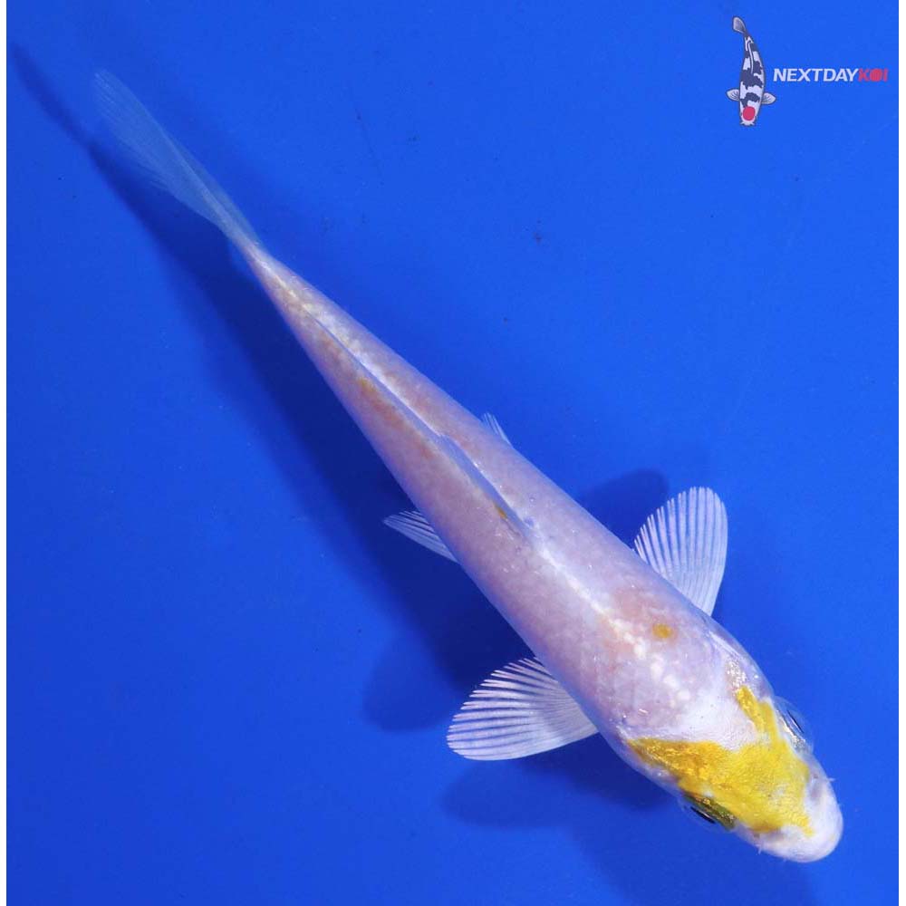 3.5” Imported Lemon Hariwake