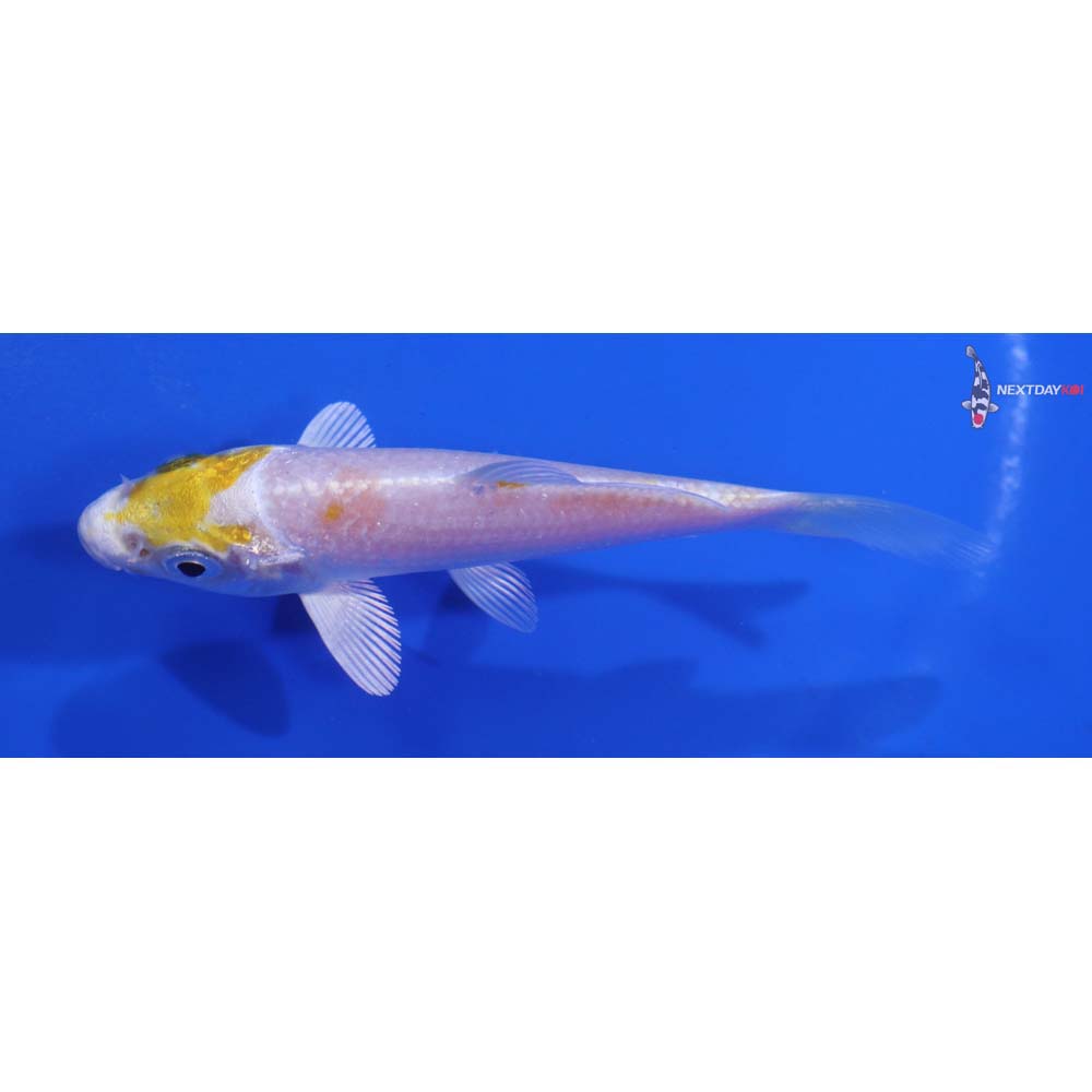 3.5” Imported Lemon Hariwake