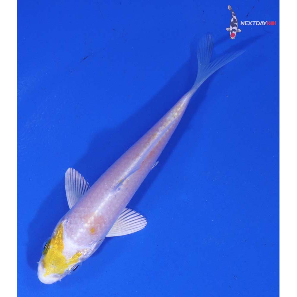 3.5” Imported Lemon Hariwake