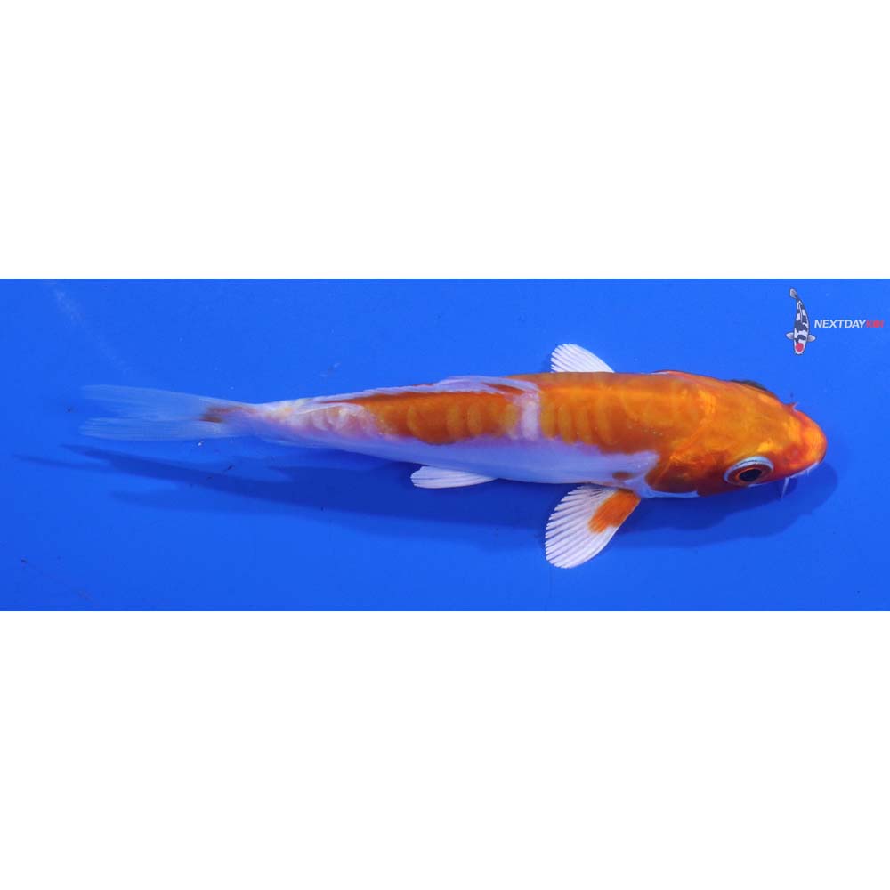 3.5” Imported Kikusui
