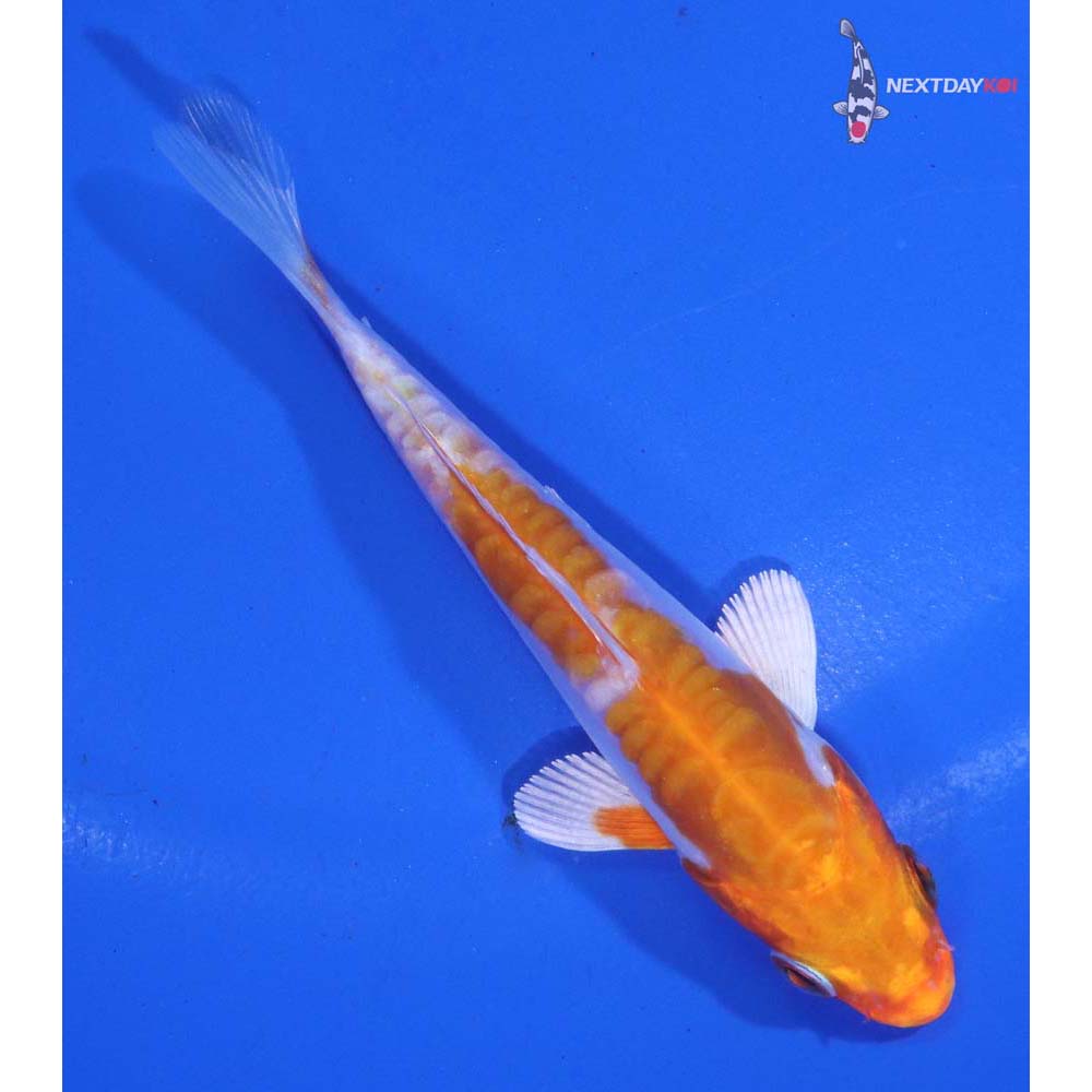 3.5” Imported Kikusui