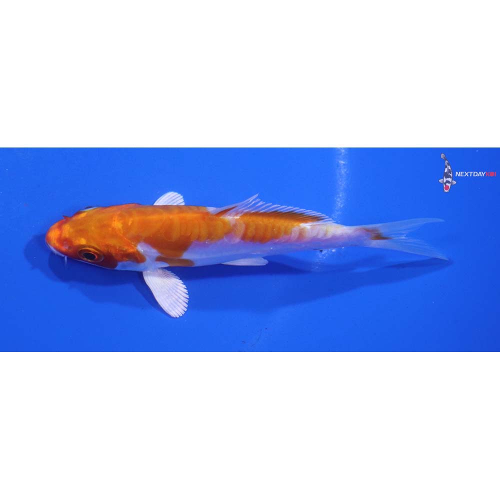3.5” Imported Kikusui