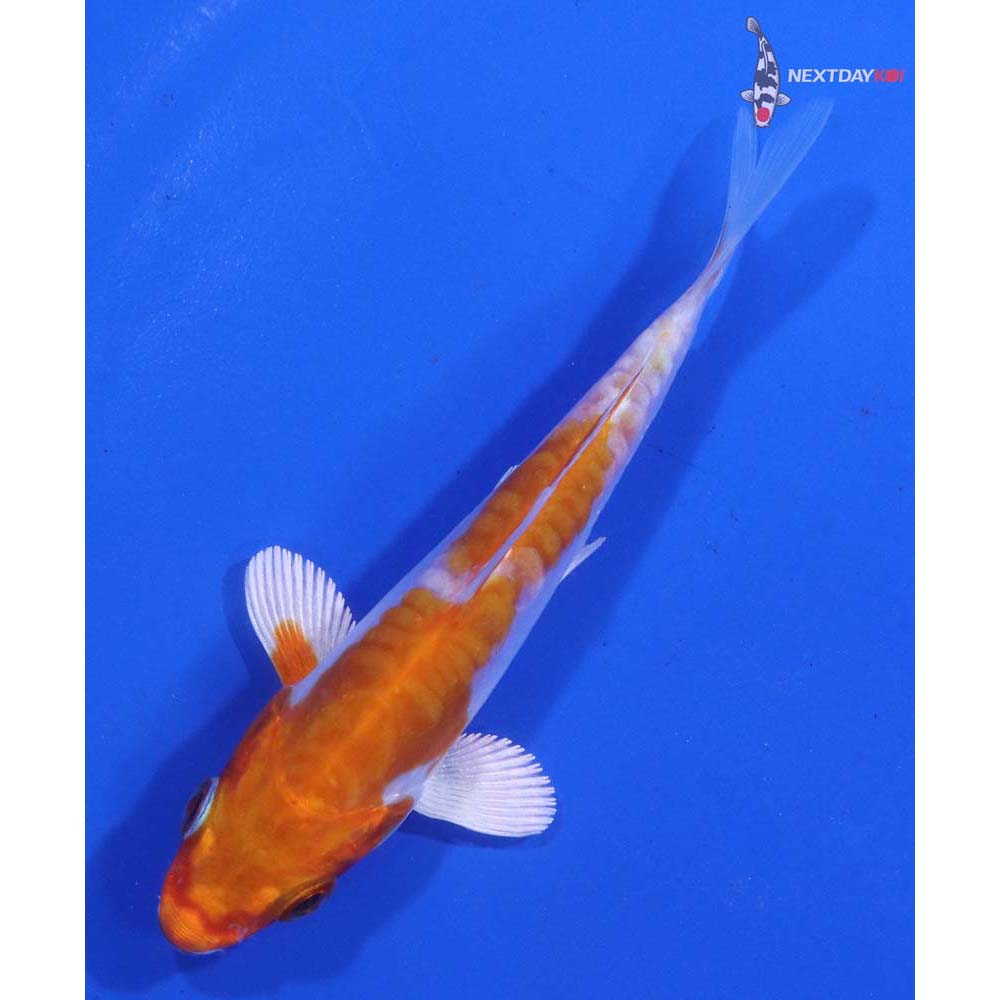 3.5” Imported Kikusui