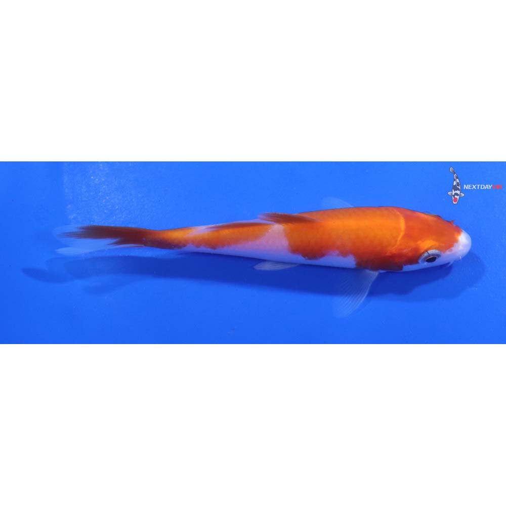 4.5” Imported Kohaku