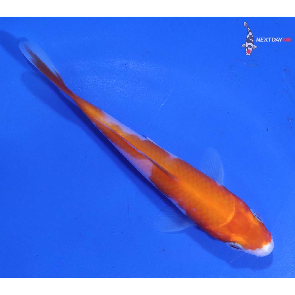 4.5” Imported Kohaku