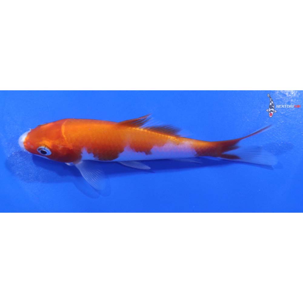 4.5” Imported Kohaku