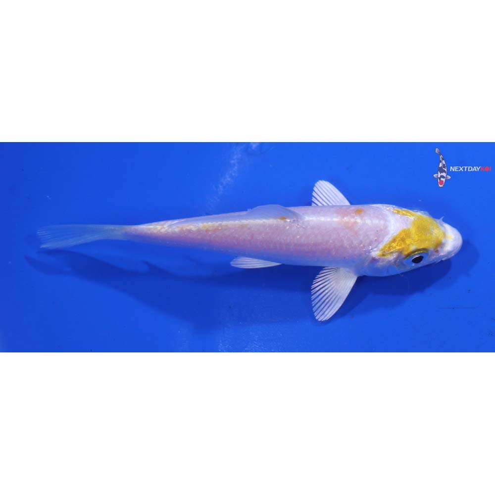 3.5” Imported Lemon Hariwake
