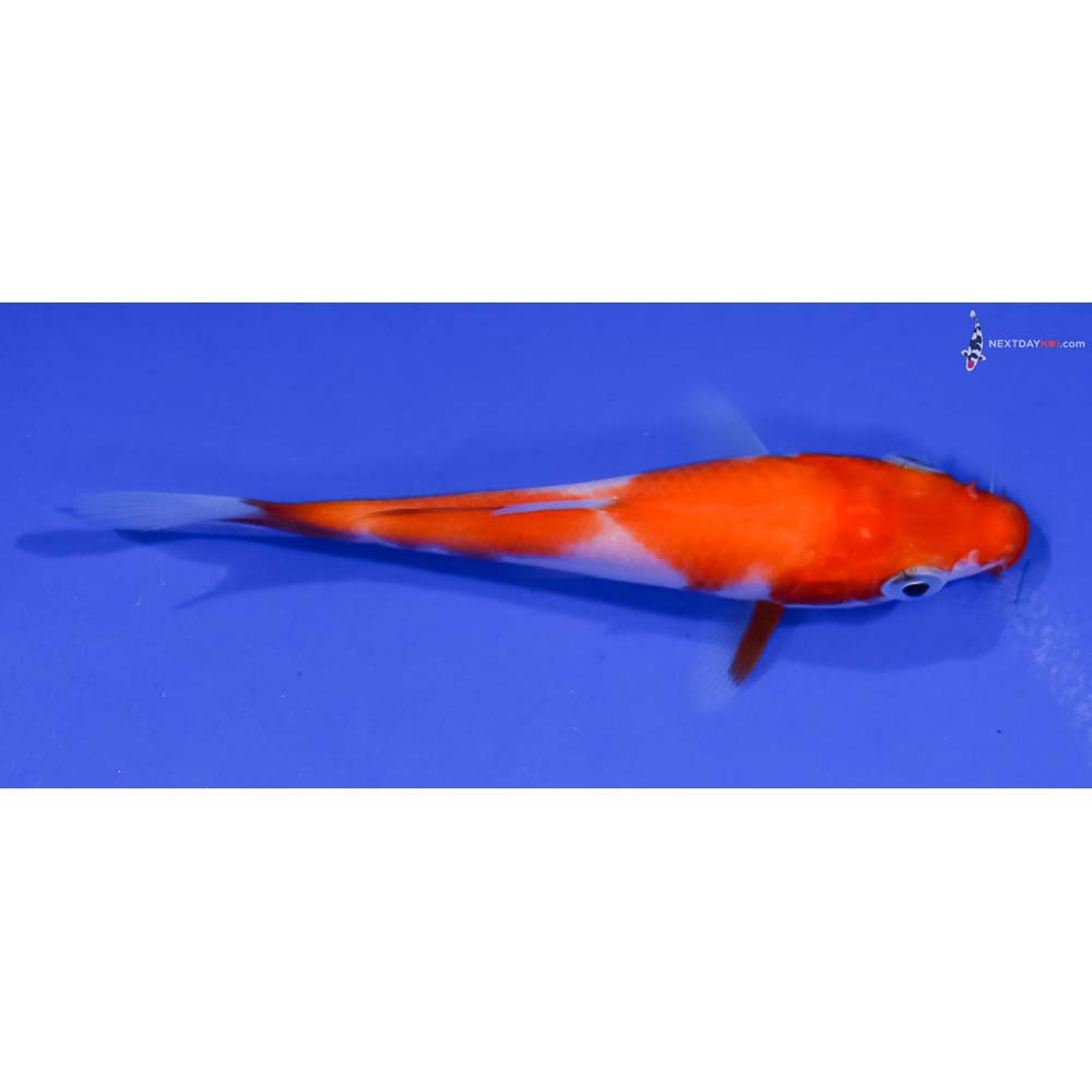 4” Imported Kohaku