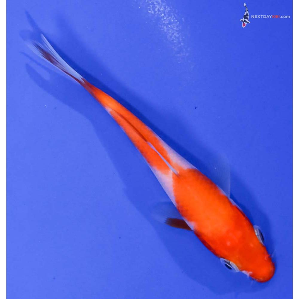 4” Imported Kohaku
