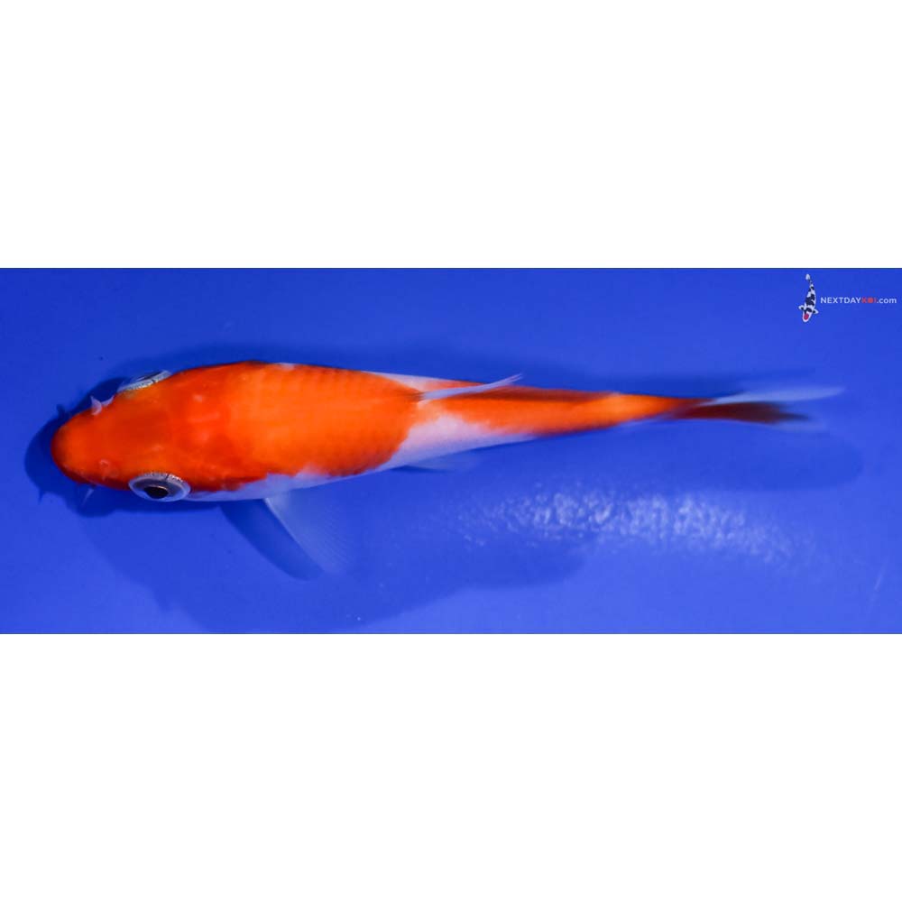 4” Imported Kohaku