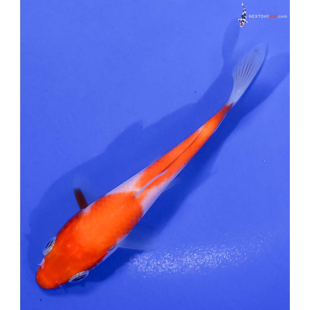 4” Imported Kohaku