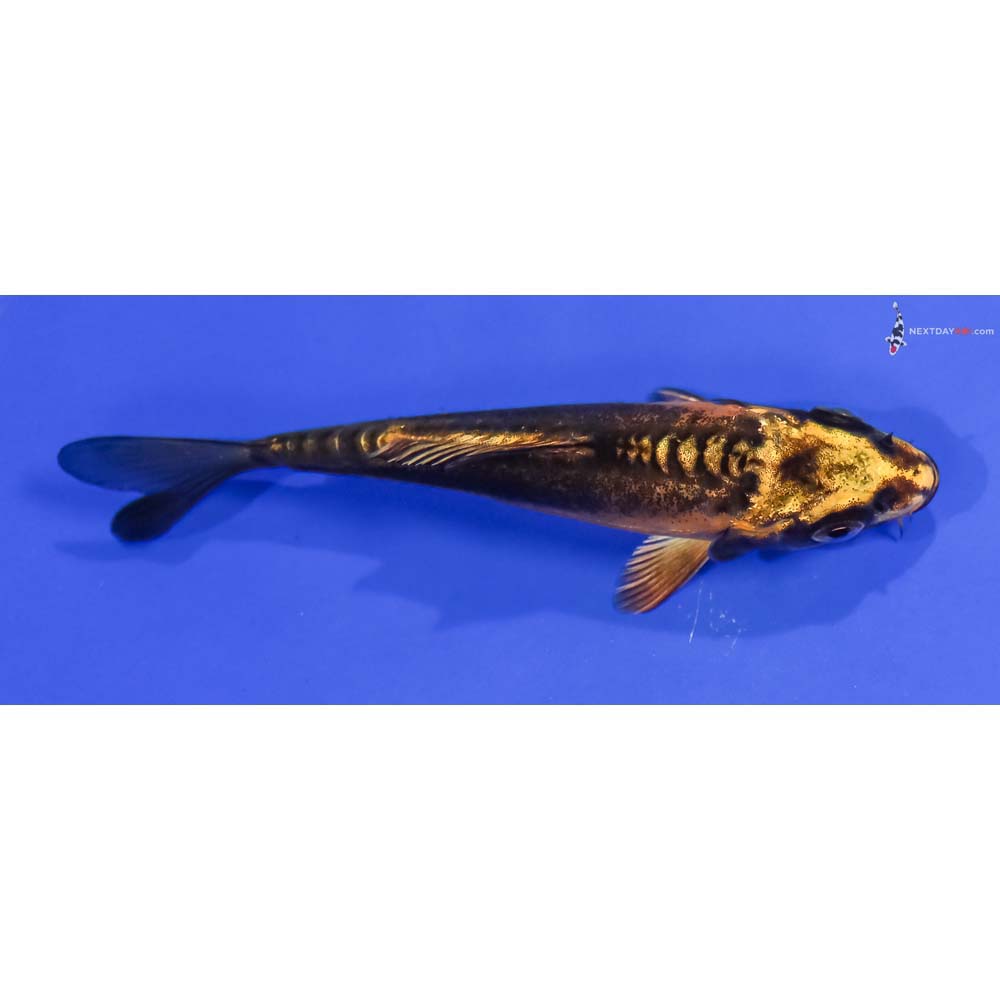 4” Imported Kin Kikokuryu