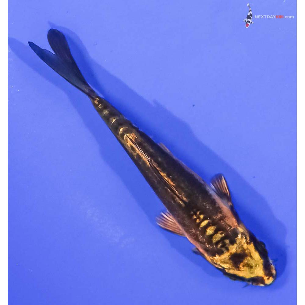 4” Imported Kin Kikokuryu