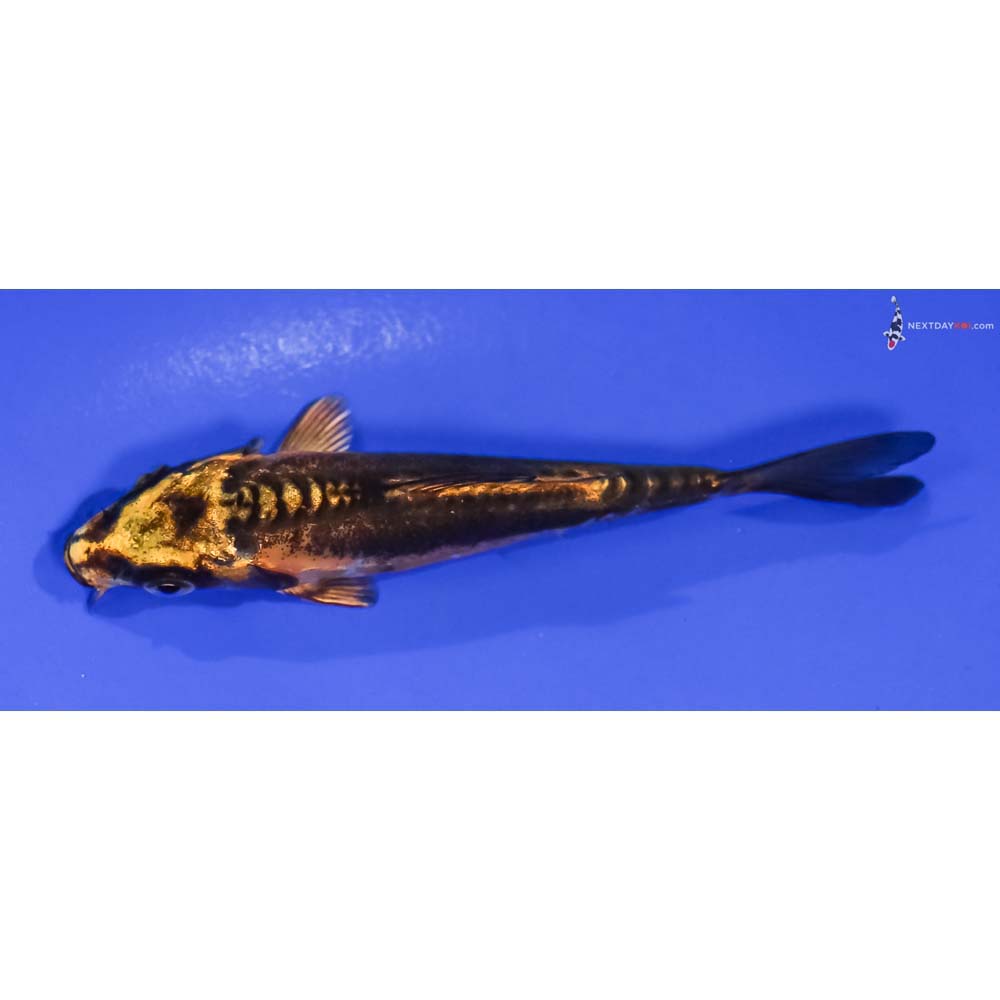 4” Imported Kin Kikokuryu