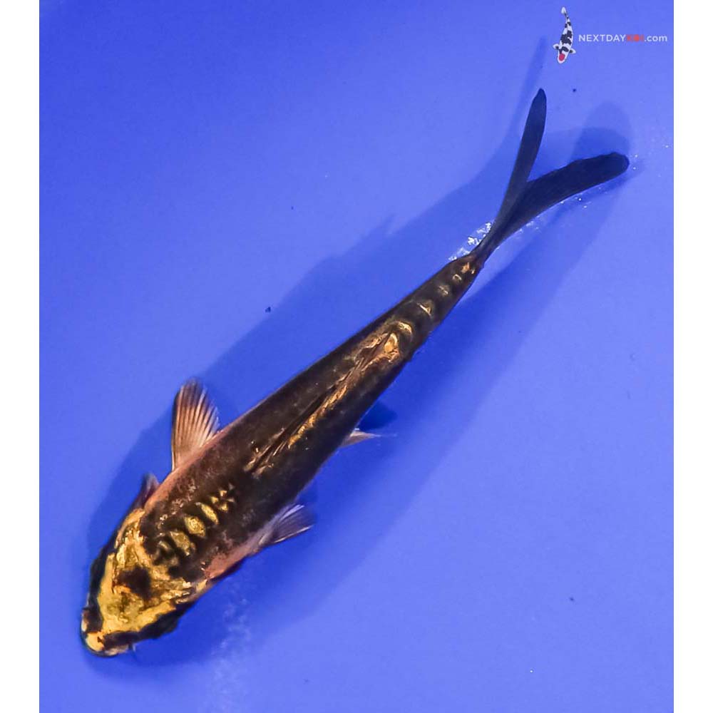 4” Imported Kin Kikokuryu