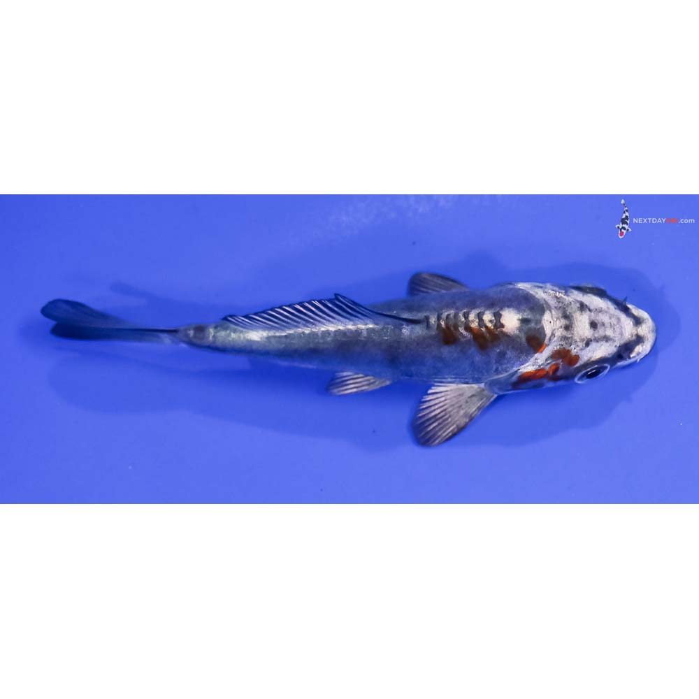 4” Imported Kin Kikokuryu