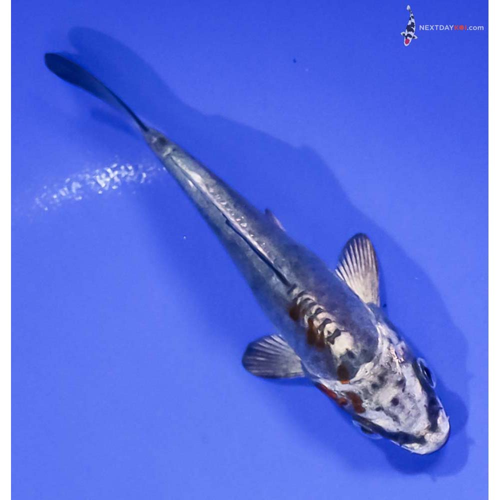 4” Imported Kin Kikokuryu