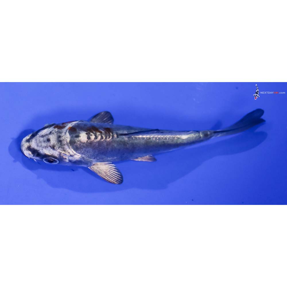 4” Imported Kin Kikokuryu