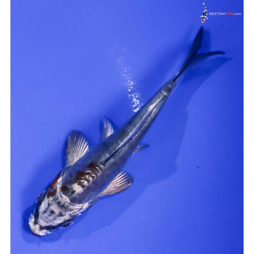 4” Imported Kin Kikokuryu