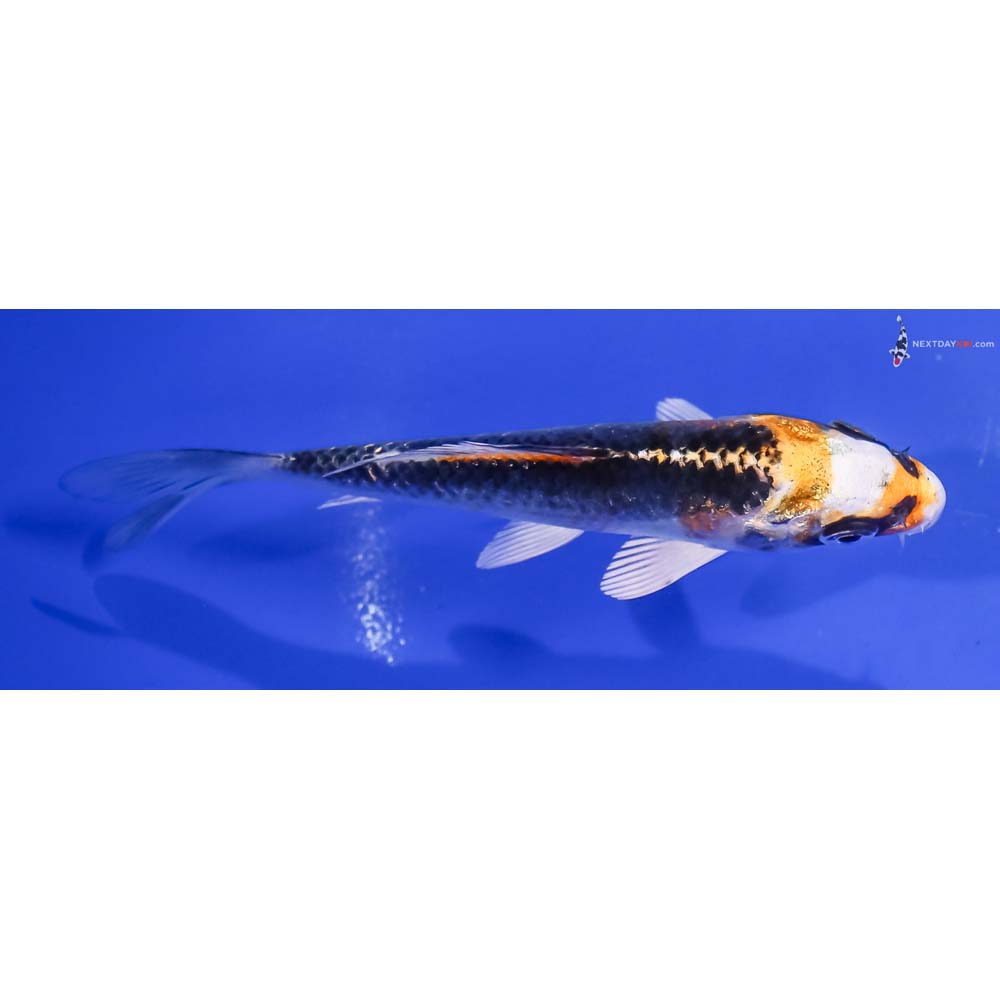 4.5” Imported Kujaku