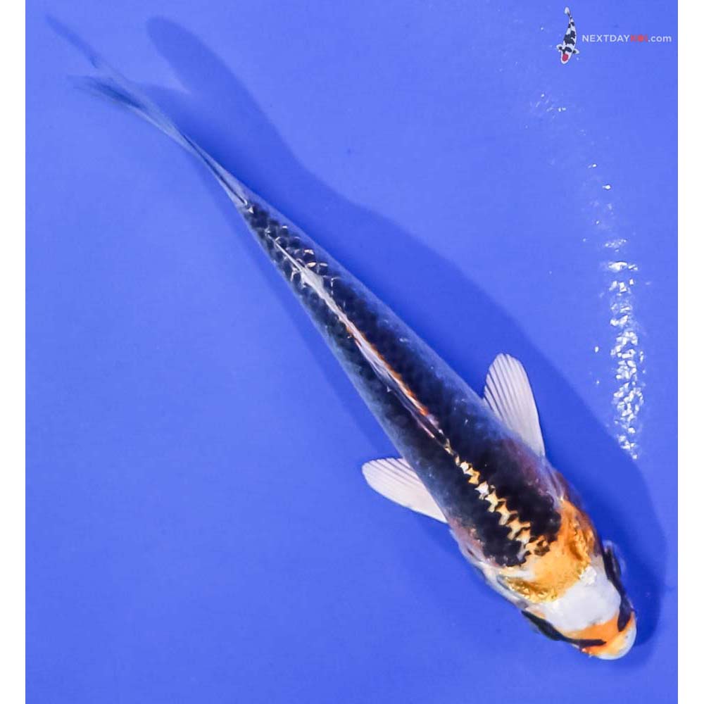 4.5” Imported Kujaku