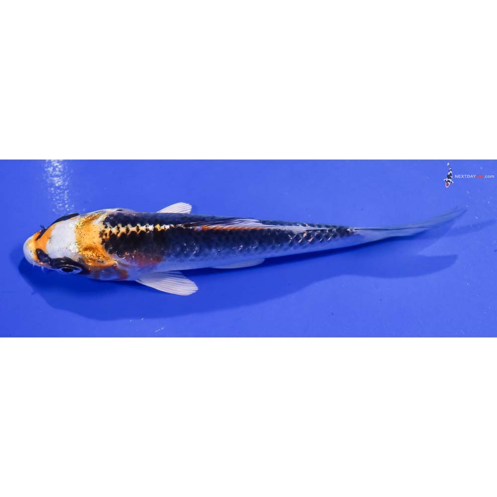 4.5” Imported Kujaku