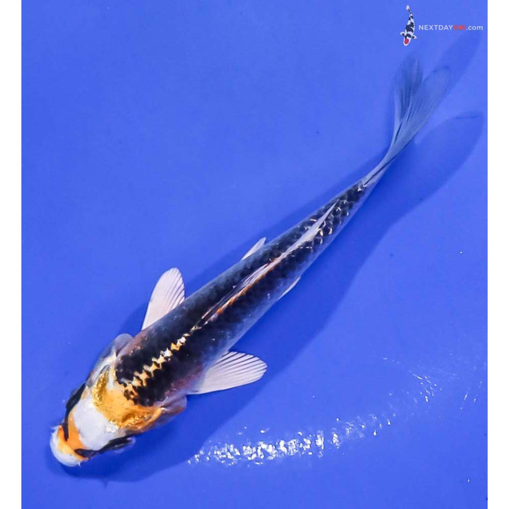 4.5” Imported Kujaku