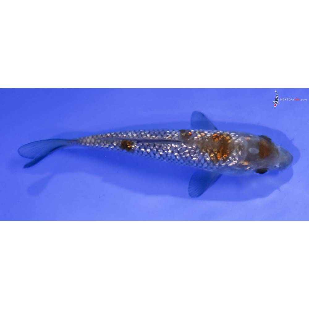 4.5” Imported Gin Rin Ochiba Shigure