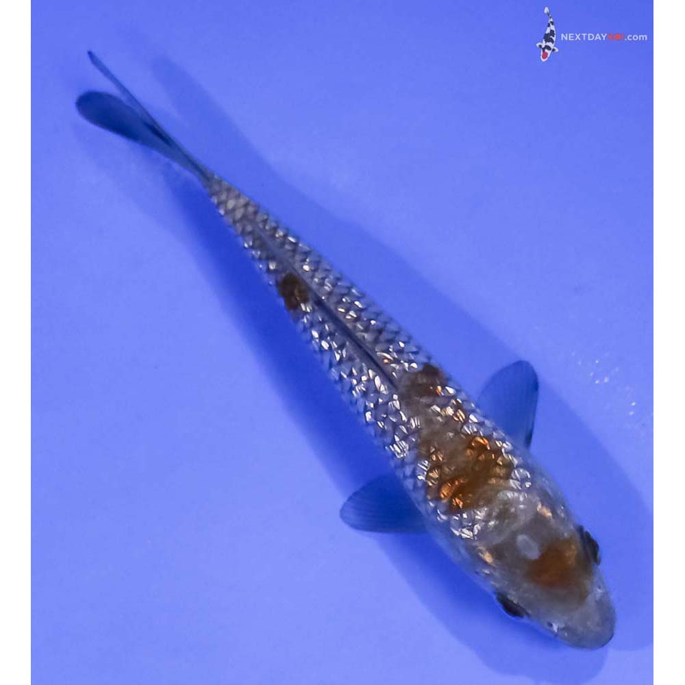4.5” Imported Gin Rin Ochiba Shigure