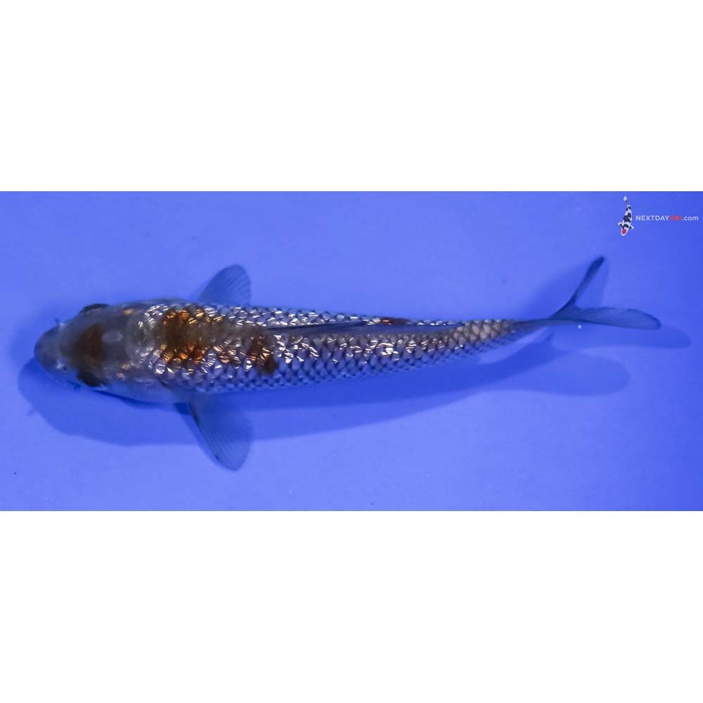 4.5” Imported Gin Rin Ochiba Shigure