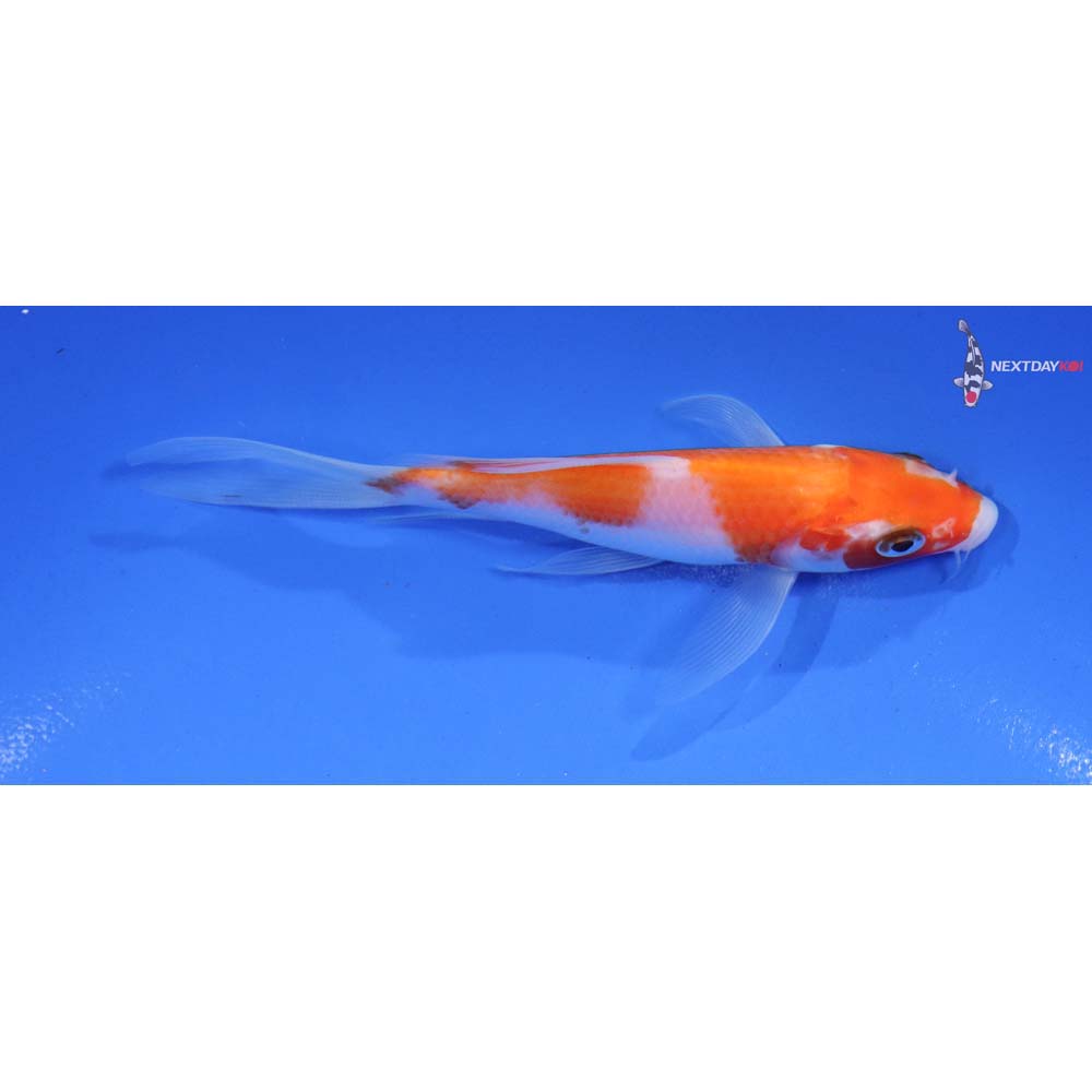 5” Imported Kohaku Butterfly Koi