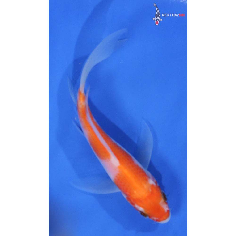 5” Imported Kohaku Butterfly Koi