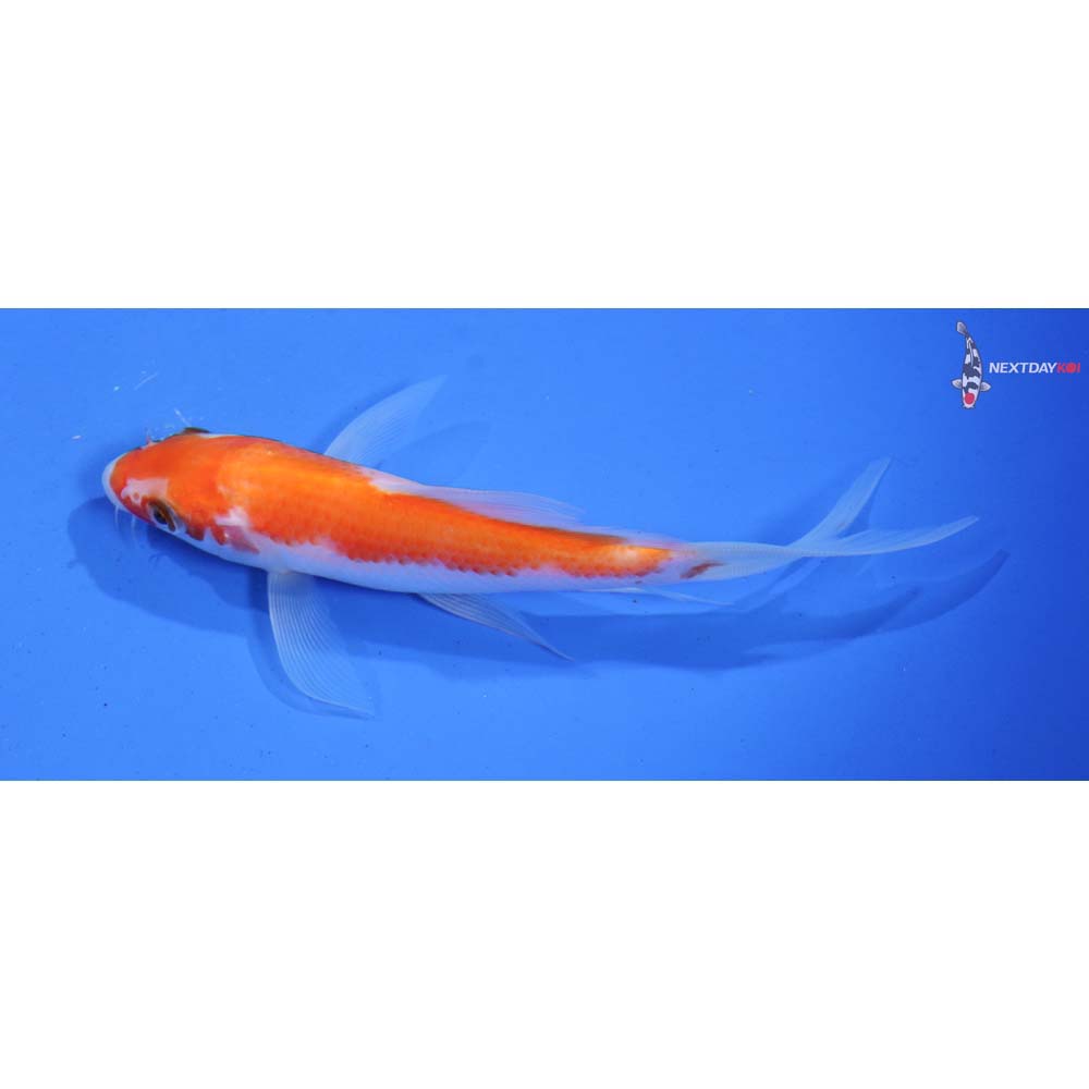 5” Imported Kohaku Butterfly Koi